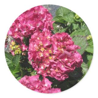 Pink Hydrangeas Classic Round Sticker