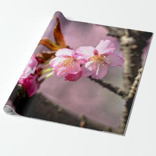 Pink Sakura Flowers On A Tree