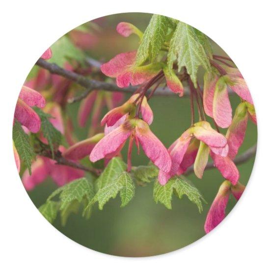 Pink Winged Sycamore Seeds - Acer pseudoplatanus Classic Round Sticker
