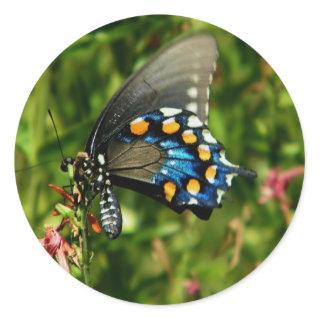 Pipevine swallowtail butterfly sticker
