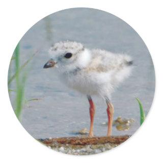 Piping Plover Classic Round Sticker