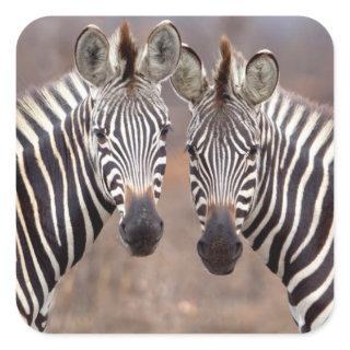 Plain Zebras, Kruger National Park Square Sticker