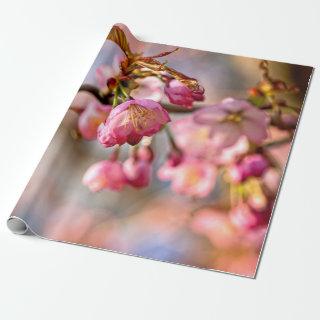 Play Of Light And Shadow On Sakura Flower Petals