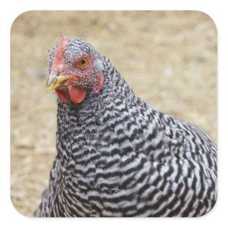 Plymouth Barred Rock Hen Photograph Square Sticker