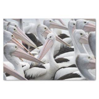 Pod of Pelicans Tissue Paper