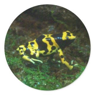 Poison Dart Frog Classic Round Sticker