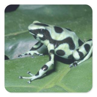 Poison Dart Frog, (Dendrobates auratus) Cahuita Square Sticker