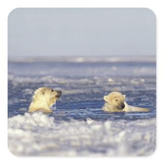 Polar bear cubs playing square sticker