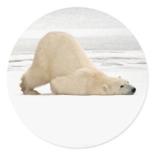 Polar bear scratching itself on frozen tundra classic round sticker