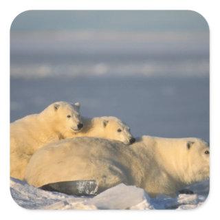 Polar bear sow lying down with spring cubs on square sticker