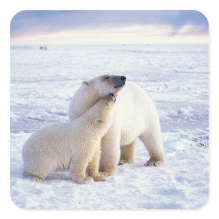 Polar bear sow with cub, pack square sticker