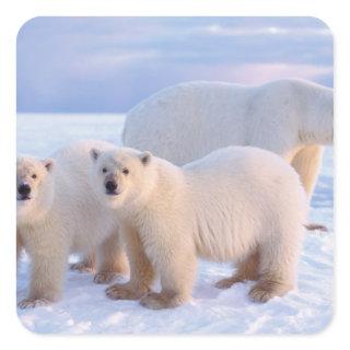 Polar bear sow with cubs on pack ice, coastal square sticker