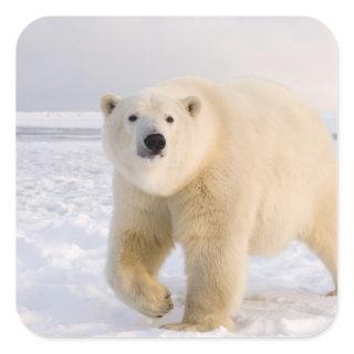 polar bear, Ursus maritimus, on ice and snow, 2 Square Sticker
