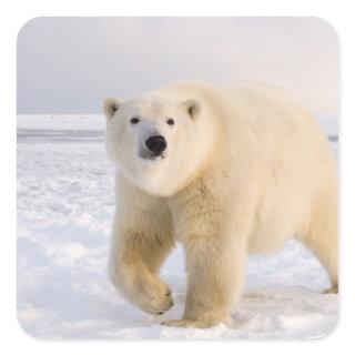 polar bear, Ursus maritimus, on ice and snow, 2 Square Sticker