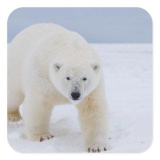 polar bear, Ursus maritimus, on ice and snow, Square Sticker