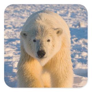 polar bear, Ursus maritimus, polar bear on ice Square Sticker