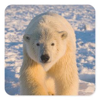 polar bear, Ursus maritimus, polar bear on ice Square Sticker