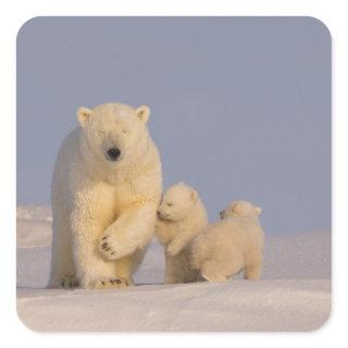 polar bear, Ursus maritimus, sow with newborn Square Sticker