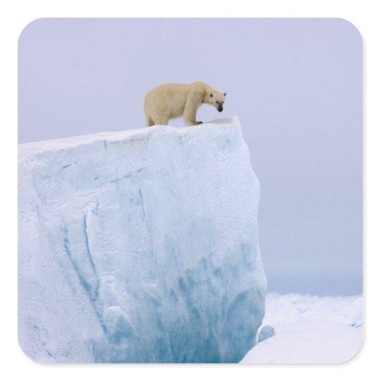 polar bear, Ursus maritimus Square Sticker