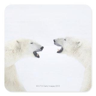 Polar Bears standing on snow after playing Square Sticker