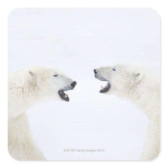 Polar Bears standing on snow after playing Square Sticker