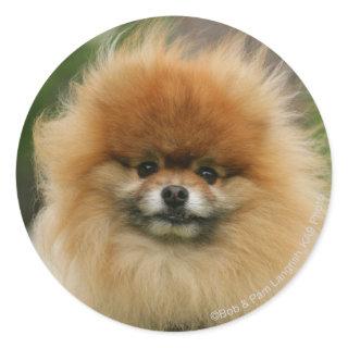 Pomeranian Headshot Looking at Camera Classic Round Sticker