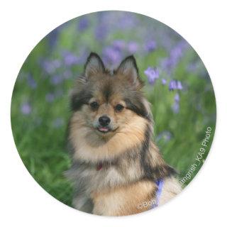Pomeranian in the Grass Classic Round Sticker