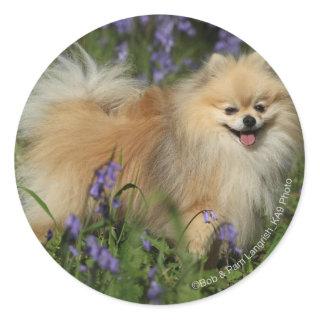 Pomeranian Looking at Camera in the Bluebells Classic Round Sticker