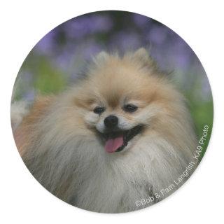 Pomeranian Panting Classic Round Sticker
