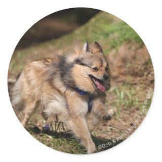 Pomeranian Running with Harness on Classic Round Sticker