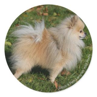 Pomeranian Standing Classic Round Sticker