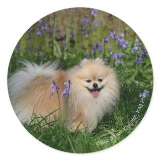Pomeranian Standing Looking at Camera Classic Round Sticker