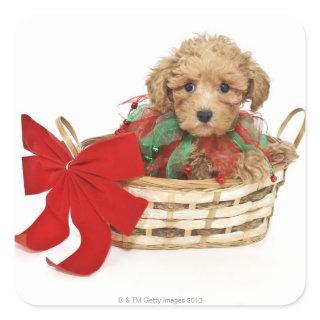 Poodle puppy sitting in Christmas basket Square Sticker