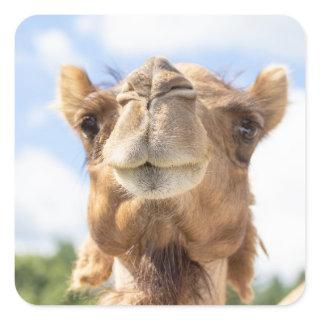 Portrait of a Camel Square Sticker