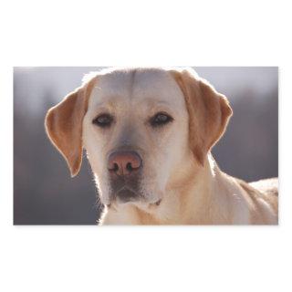 Portrait of A Golden Labrador Retriever Rectangular Sticker