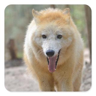 Portrait of Arctic Wolf Square Sticker