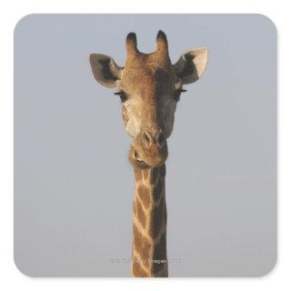 Portrait of Giraffe (Giraffa camelopardalis), Square Sticker