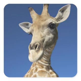 Portrait of Giraffe (Giraffa Camelopardalis) Square Sticker