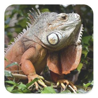 Portrait of green iguana square sticker