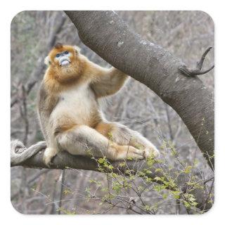 Portrait of male Golden monkey in tree Square Sticker