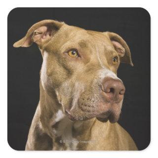 Portrait of red nose pitbull with black square sticker