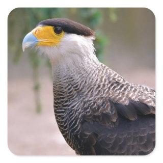 Portrait of Southern Crested Caracara Square Sticker