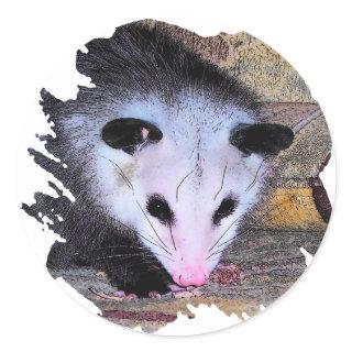Possum Opossum Classic Round Sticker