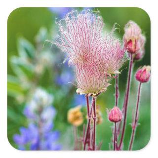 Prairie Smoke Wildflowers In Aspen Grove 2 Square Sticker