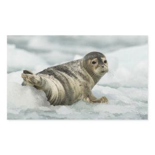 Precious Baby Seal