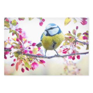 Pretty Blue & Yellow Bird on a Branch Photograph  Sheets