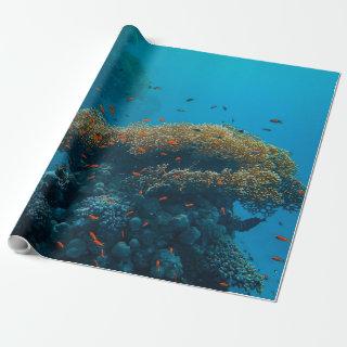 Pretty Fishes And Reefs