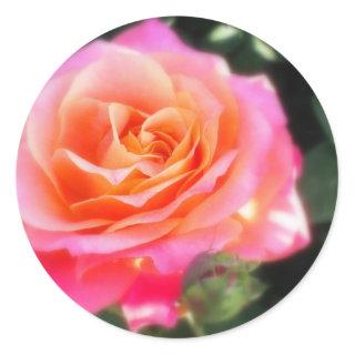 Pretty Pink and Orange Rose Macro Photo Classic Round Sticker