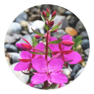 Pretty Pink Fireweed Wildflowers Bloom in Canada Classic Round Sticker