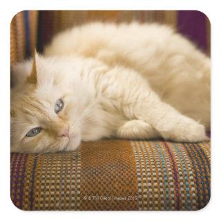 Pretty yellow tabi cat laying on couch. square sticker